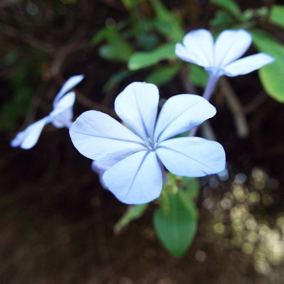 Meet your Posher, Vyeruska - Picture 1 of 1